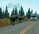 Bull Moose - pair